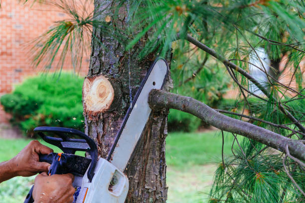 Best Tree Removal Services  in Cottonwood Heights, UT